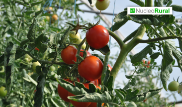 Las plantas emiten sonidos al estar en situaciones de estr&eacute;s