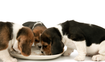 &iquest;C&oacute;mo alimentar a tu mascota de manera adecuada y saludable?