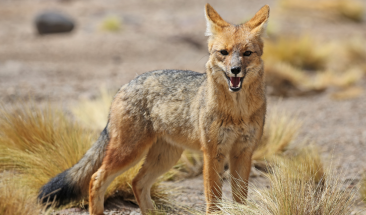 La presencia de zorros en la zona de La Molina: causas y medidas de prevenci&oacute;n