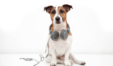 HyperX lanza una edici&oacute;n limitada de juguetes para mascotas inspirada en sus perif&eacute;ricos