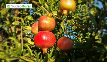 Tacna exporta por primera vez granada a EE.UU.