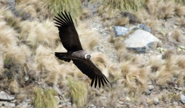 Ayacucho acoge exposici&oacute;n fotogr&aacute;fica del censo nacional del C&oacute;ndor Andino