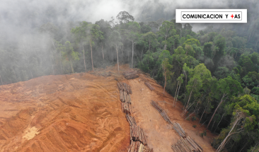 La Uni&oacute;n Europea toma medidas contra la deforestaci&oacute;n