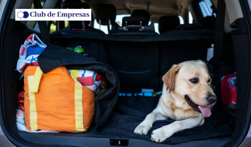 Cinco consejos que debes tener en cuenta si piensas salir de viaje con tu mascota