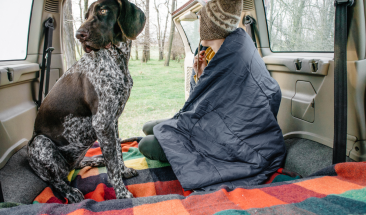 Cinco consejos que debes tener en cuenta si piensas salir de viaje con tu mascota