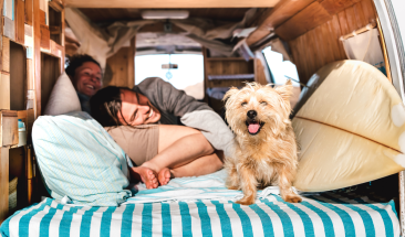 Cinco consejos que debes tener en cuenta si piensas salir de viaje con tu mascota