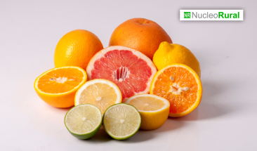 El fr&iacute;o, un factor cr&iacute;tico para los c&iacute;tricos en poscosecha