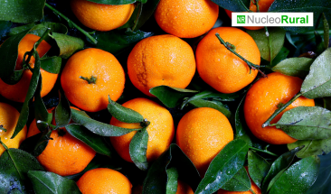 Desaf&iacute;os del sector citr&iacute;cola en el mercado europeo