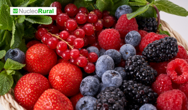 Las berries son el alimento mexicano con mayor exportaci&oacute;n