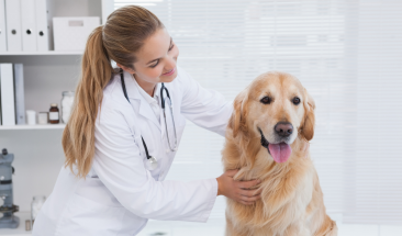 D&iacute;a Mundial del Veterinario: tres importantes funciones que realizan a favor de la salud p&uacute;blica