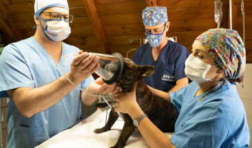 D&iacute;a Mundial del Veterinario: tres importantes funciones que realizan a favor de la salud p&uacute;blica