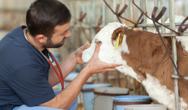 D&iacute;a Mundial del Veterinario: tres importantes funciones que realizan a favor de la salud p&uacute;blica