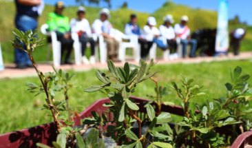 Especies nativas plantadas en la Gran Cruzada Verde contribuyen a recuperar &aacute;reas deforestadas en cada regi&oacute;n