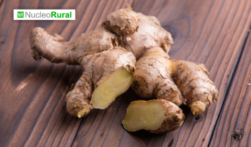 Crecimiento positivo en las exportaciones de kion