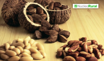 Madre de Dios: Asociaci&oacute;n Forestal Ind&iacute;gena de Casta&ntilde;a recibe financiamiento de 283 mil 500 soles para mejorar producci&oacute;n