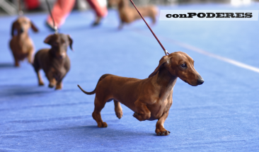 &iexcl;Ent&eacute;rate de las incre&iacute;bles novedades que podr&aacute;s conocer en Expo Mascotas & Animales 2023!