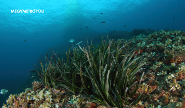 Reinventar el turismo en Ibiza: viajar este verano a la isla para contribuir a la conservaci&oacute;n de la Posidonia