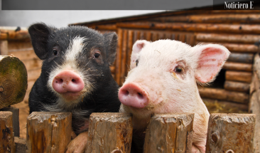 Carne de cerdo: cinco mitos sobre su consumo