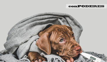 Alergias en perros: c&oacute;mo detectarlas y qu&eacute; hacer en caso de presentarse