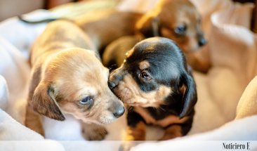 &iquest;Qu&eacute; cuidados necesita mi cachorro?