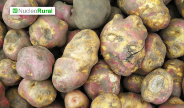 D&iacute;a Nacional de la Papa en Per&uacute;