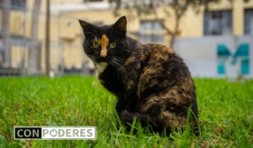 Miraflores promueve la adopci&oacute;n como nueva oportunidad de vida para perros y gatos