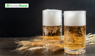 Cerveza de origen holand&eacute;s llega al mercado argentino