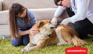 Dermatitis at&oacute;pica en perros: Una causa com&uacute;n de alergias