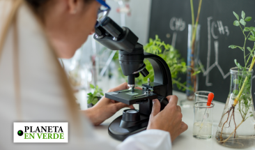 Cient&iacute;ficos peruanos estudian propiedades curativas de especies vegetales de nuestra Amazon&iacute;a contra la diabetes