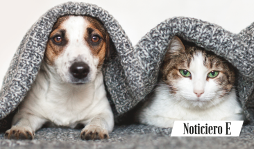 &iexcl;Larga vida a nuestras mascotas!