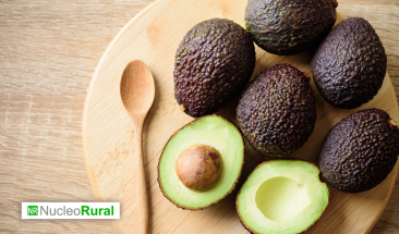 Am&eacute;rica Latina: &iquest;cu&aacute;les son los pa&iacute;ses l&iacute;deres en exportaci&oacute;n de palta?