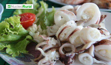 Exportaci&oacute;n de pota peruana crece en el mercado asi&aacute;tico