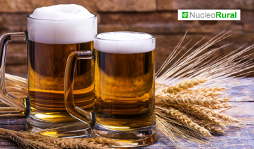 La cerveza est&aacute; rompiendo r&eacute;cords en Espa&ntilde;a