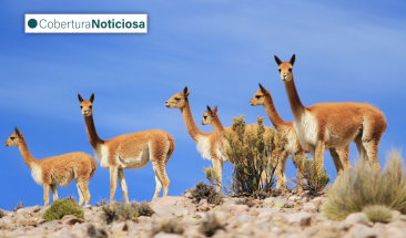 Ayacucho: realizan I Simposio Internacional de Vicu&ntilde;a y  XXVIII chaccu nacional