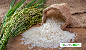 Preocupaci&oacute;n en el sector arrocero colombiano