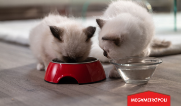 Cambiar el sabor del alimento de nuestras mascotas &iquest;Bueno o malo?