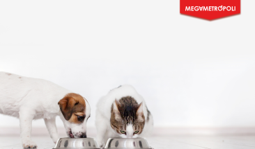 Alimentaci&oacute;n balanceada todo el a&ntilde;o para nuestras mascotas