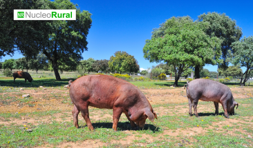 Aumentan significativamente las exportaciones chilenas de carne de cerdo