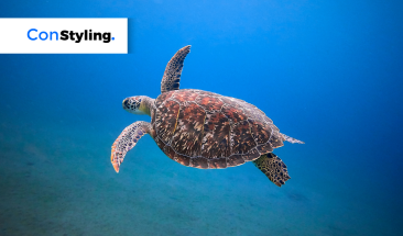 &iquest;C&oacute;mo proteger a las tortugas marinas desde el sector belleza?