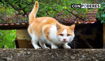 &iquest;Mascotas estresadas? Consejos para mejorar su calidad de vida