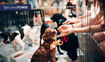 Adopci&oacute;n de mascotas en emergencias