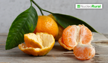 ProCitrus: &ldquo;Muchas frutas han perdido competitividad&rdquo;