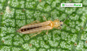 Trips, la plaga que amenaza a los cultivos