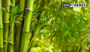 Serfor, Inbar y Plan Binacional se unen para potenciar la cadena productiva del bamb&uacute; en el norte del pa&iacute;s