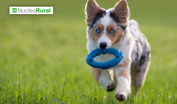 D&iacute;a Mundial del Perro: cinco cuidados imprescindibles para su bienestar