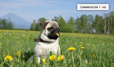 D&iacute;a Mundial del Perro: cinco cuidados imprescindibles para su bienestar