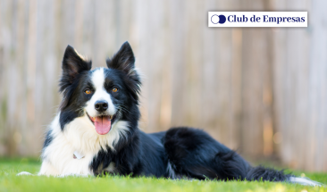 D&iacute;a Mundial del Perro: cinco cuidados imprescindibles para su bienestar