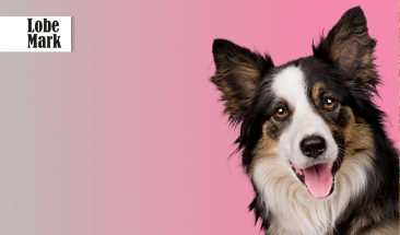 D&iacute;a Mundial del Perro: cinco cuidados imprescindibles para su bienestar