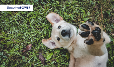 D&iacute;a Mundial del Perro: cinco cuidados imprescindibles para su bienestar