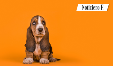 D&iacute;a Mundial del Perro: cinco cuidados imprescindibles para su bienestar